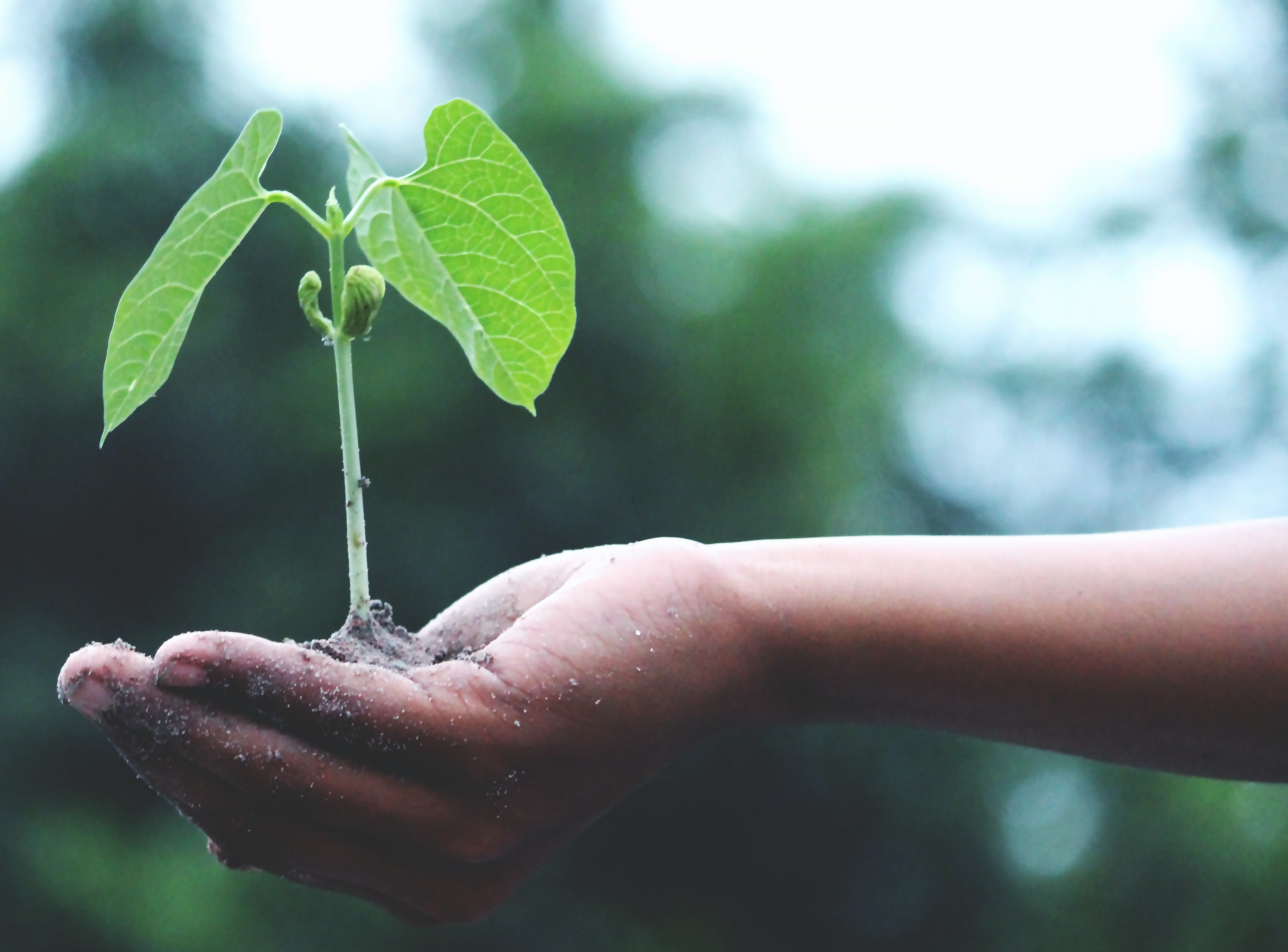 Pflanze in der Hand 2